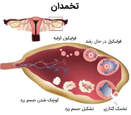 اندازه طبیعی فولیکول تخمدان برای بارداری