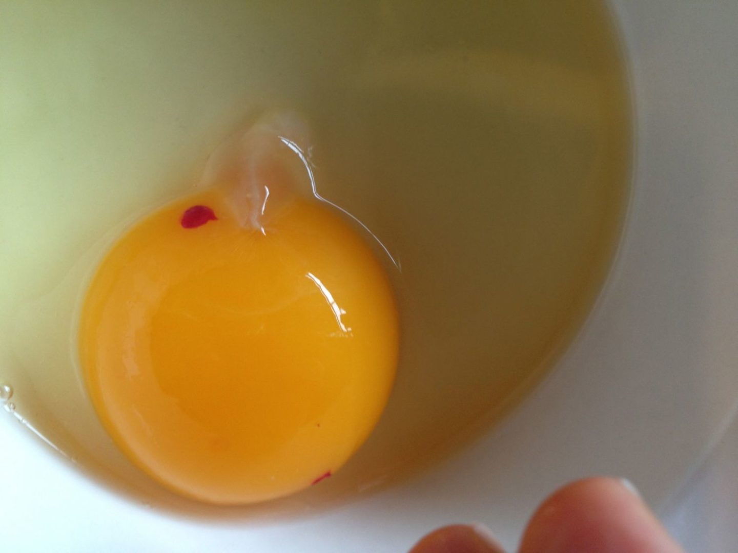 لکه خون در تخمه مرغ 