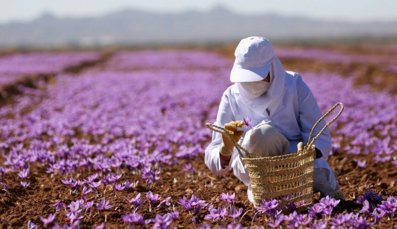 زعفران در هفته ۳۹ بارداری