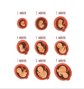 نمودار وزن جنین در هفته ها