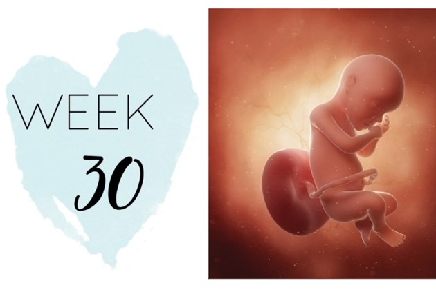 وزن جنین در هفته ۳۰