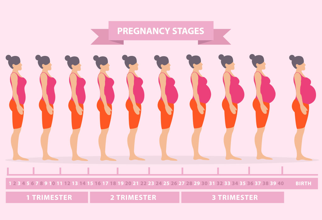 در بارداری اول از چند ماهگی شکم بزرگ میشود