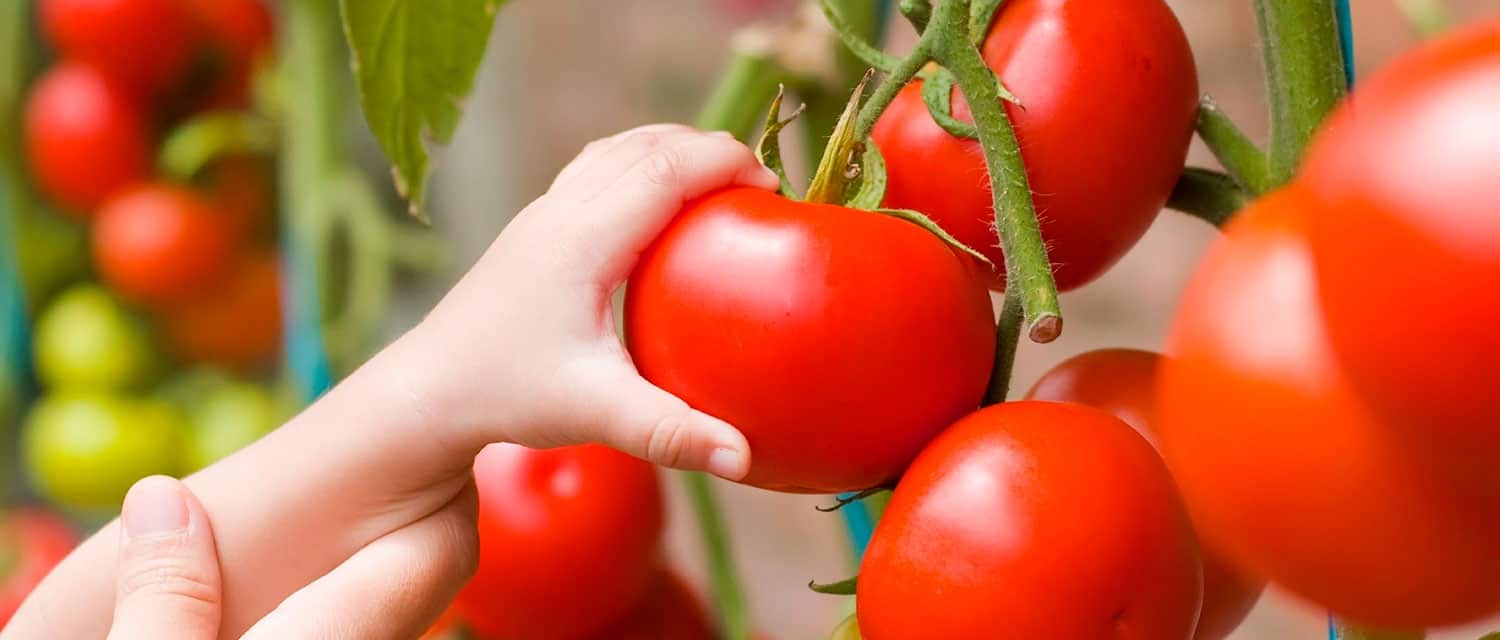 آیا خوردن گوجه در بارداری ضرر دارد