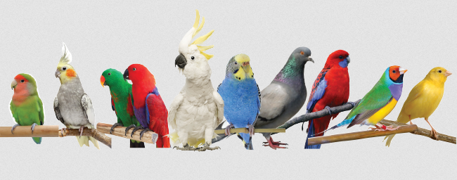 برخی از حقایق جالب و سرگرم کننده در مورد پرندگان