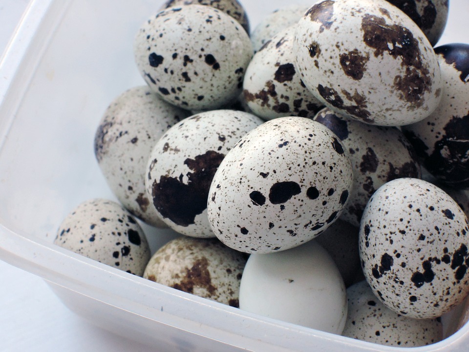دستورالعمل تهیه تخم بلدرچین برای کودکان