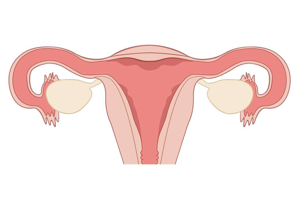 آیا اندازه تخمدان با نحوه بارداری آسان یا مشکل مرتبط است؟