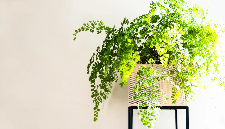 31 گیاه آپارتمانی با نیاز به نور کم و نحوه نگهداری از آنها در خانه