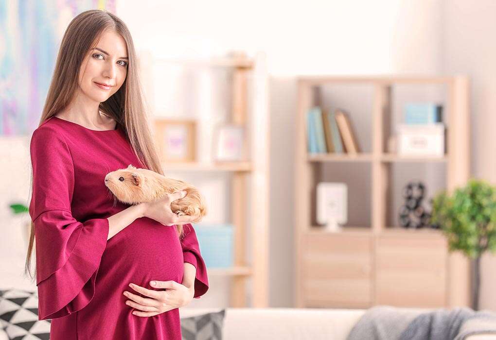 همستر،خوکچه هندی و موش در خطرات حیوان خانگی در بارداری