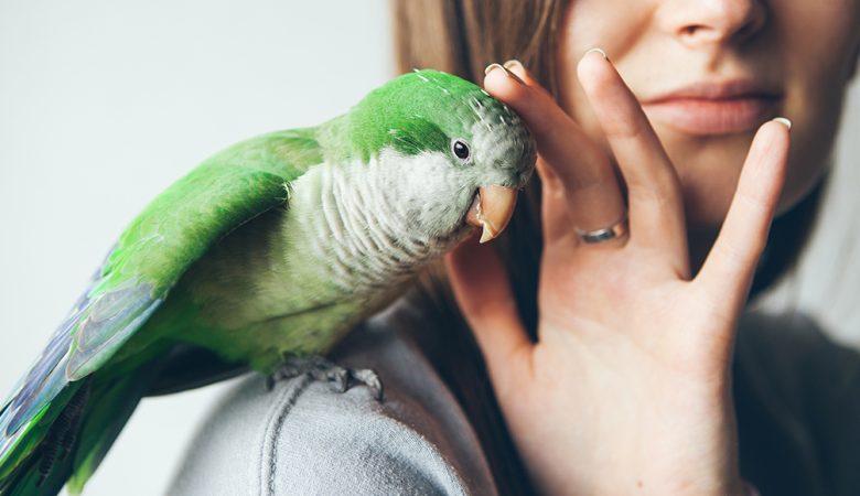 عوارض نگهداری پرنده در دوران بارداری